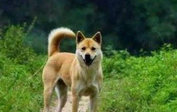 农村土狗都喂些什么？看完真的很心酸