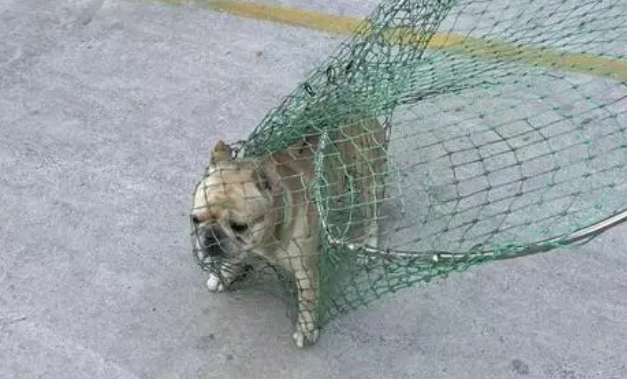 查处344起！常州开展养犬管理专项整治行动