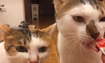 宠主打算送走调皮的流浪猫，看了监控后被感动，立马改了主意
