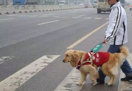 小区又现毒狗事件，哈尔滨10只狗3只流浪猫被毒死，毒药有多危险 