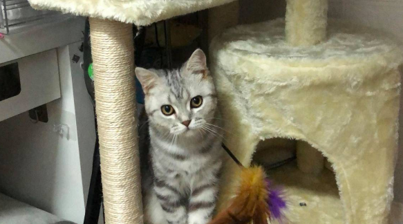 猫咪这么无情？主人烫伤痛得鬼哭狼嚎，它竟然只想偷吃！ 