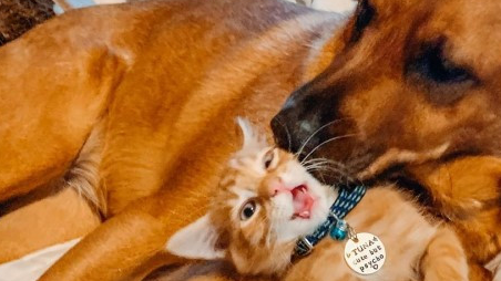 大狗对小橘猫一见钟情，将它当成自己的小孩一样照顾！