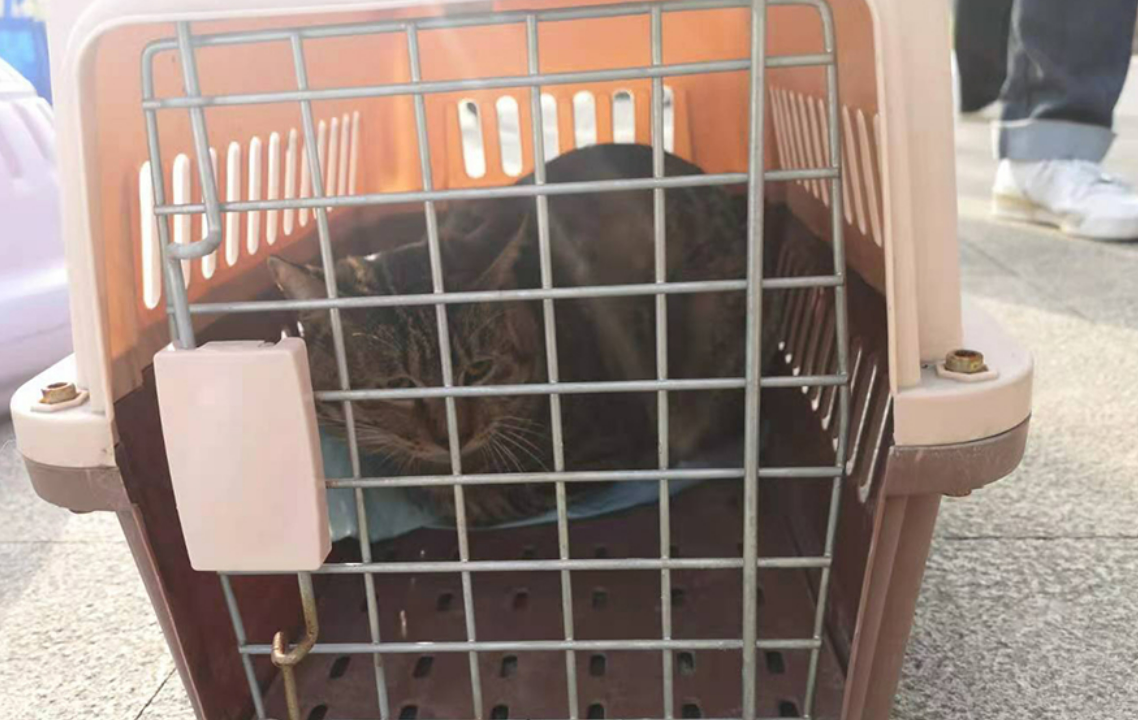 上海首辆流浪猫移动绝育手术车进社区，4只流浪公猫完成手术
