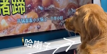聪明！河南一金毛盯着电视中的猪蹄流口水，转身手搭在宠物猪身上