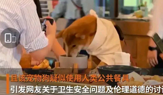喜欢宠爱动物没错，但公共场所“与狗同桌”实属不该！ 