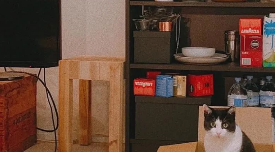 奶牛猫被弃养2次！看到主人心情不好，依然主动靠近安慰 