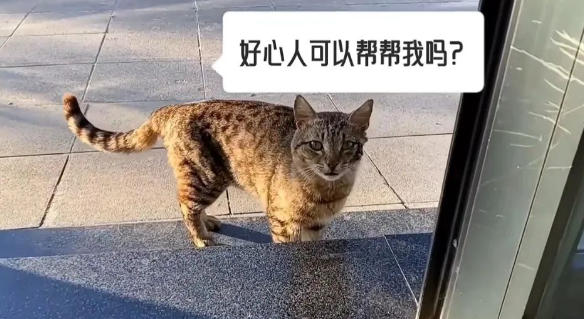 笑不活啦！狸花猫居然主动跑到宠物医院看病