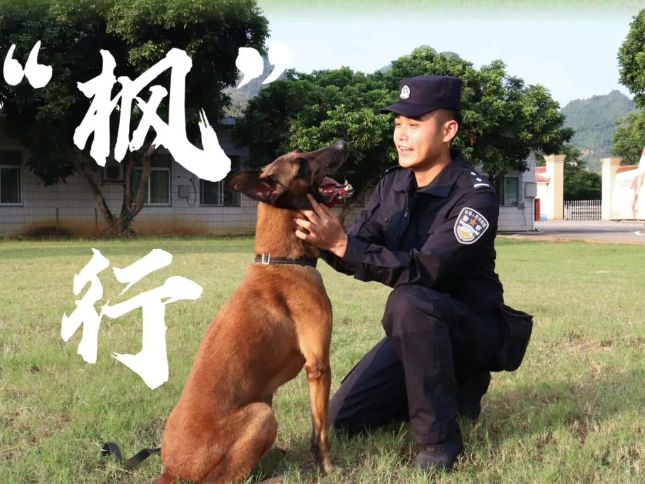 当“雷”厉遇上“枫”行 ——记南疆国门的“警犬神兵”