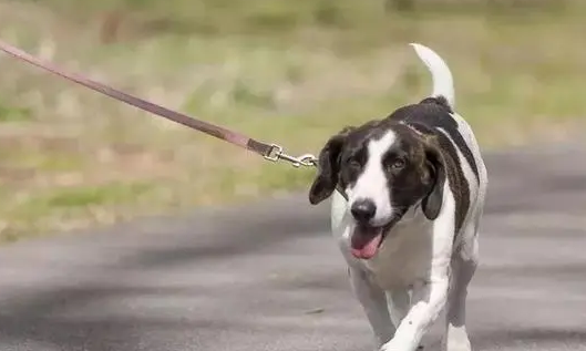 恶犬咬伤小孩，女主人叫嚣：我有的是钱，敢动我的狗，弄死你孩子 