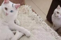 现实版真假孙悟空，捡了一只流浪猫，竟然和家里的猫长得一模一样