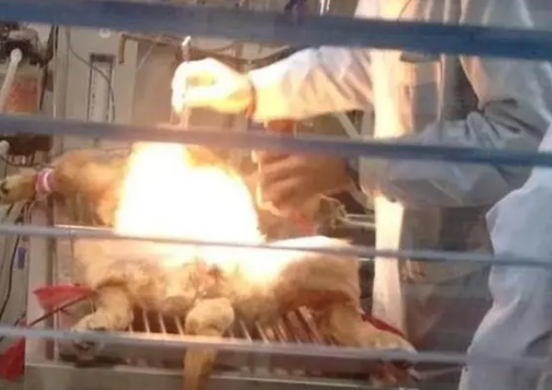 金毛犬误吞水果刀，幸亏被铲屎官及时发现，要不然狗命就丢了？