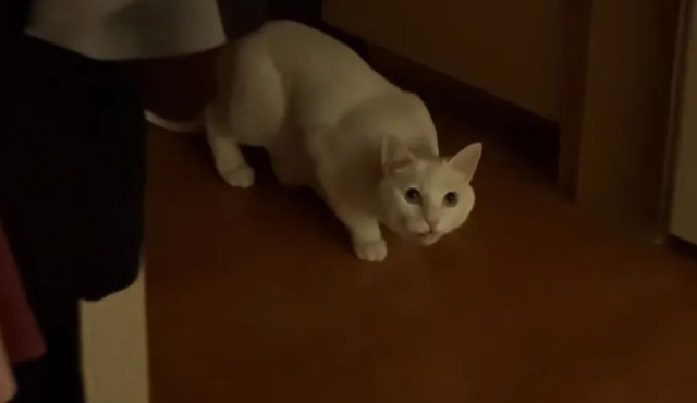 只因主人做一件事，小猫记恨了主人两年半
