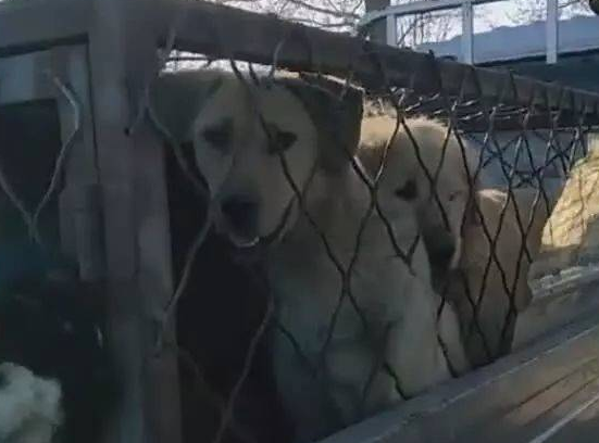 二哈在狗贩车上不安分，头被卡铁笼子外面！