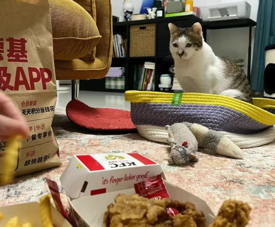 猫咪为了吃到食物到底有多拼？直到...它学会了掩耳盗铃！