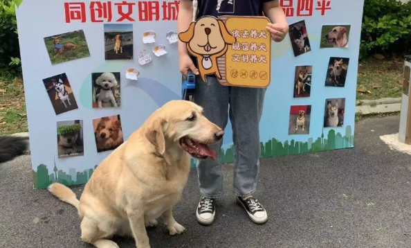 打造文明养犬美好社区，杨浦有妙招