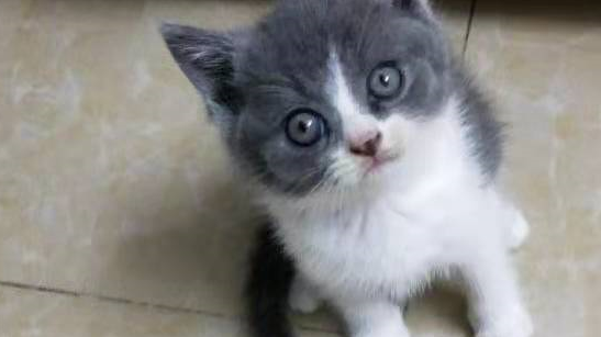 女子买了猫不想养，退猫不成现场把它摔死，听听律师怎么说