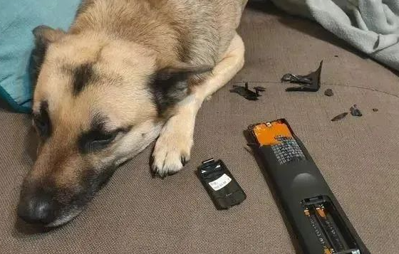 自家狗狗历时半年终于将楼梯腿咬断，铲屎官：真棒，有被励志到！