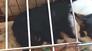 柯基妈妈一口气生了十只小柯基，主人：你生这么多，我养不起啊