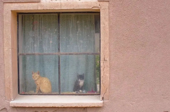 养猫以后，人的变化你想象不到