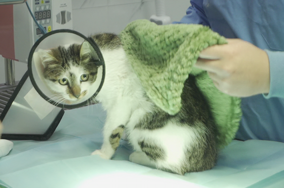 上海免费为流浪猫狗绝育两日来，预约已达近百只排期到三月底