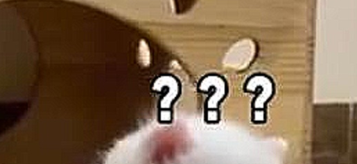 福建泉州：可爱的小奶猫看到主人点了外卖，就好奇凑上来闻一闻