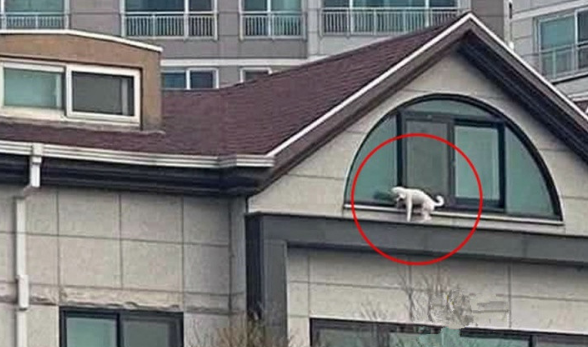 比熊犬被关在6楼窗外，隔着窗户战战兢兢，而主人却呼呼大睡