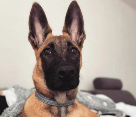 穿警服的大魔头：马犬，从小喽啰到C位的逆袭
