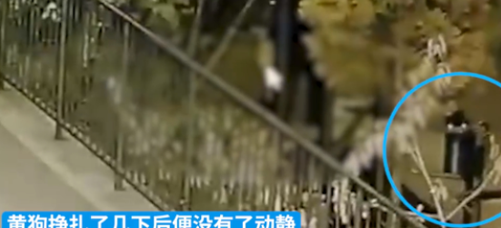 宠物狗因没牵狗绳被老人吊死在单杠上，没牵狗绳就能这样做？