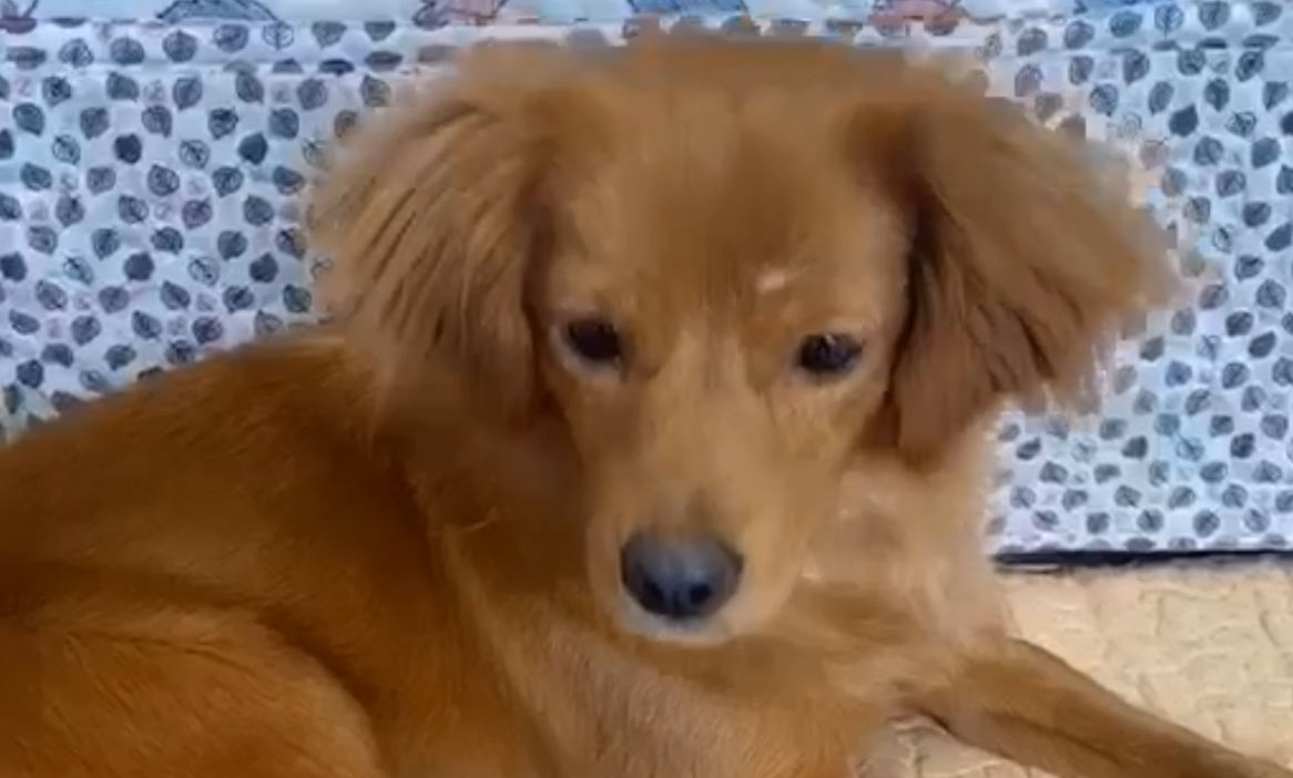 “恶犬”在小城奔袭