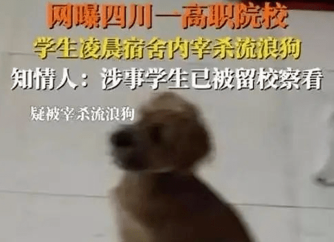 残忍！四川2名高校生宰杀并肢解流浪狗，处罚结果出来了 