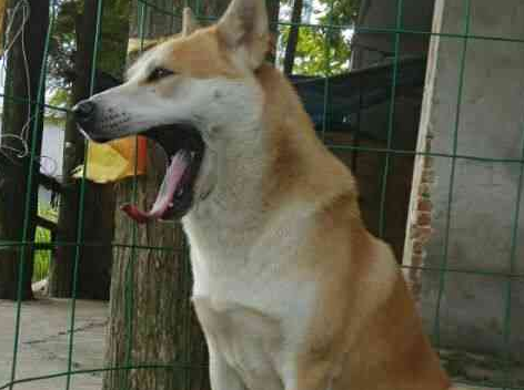 家里养了一只中华田园犬，又帅又好养活，土狗当宠物养最合适！