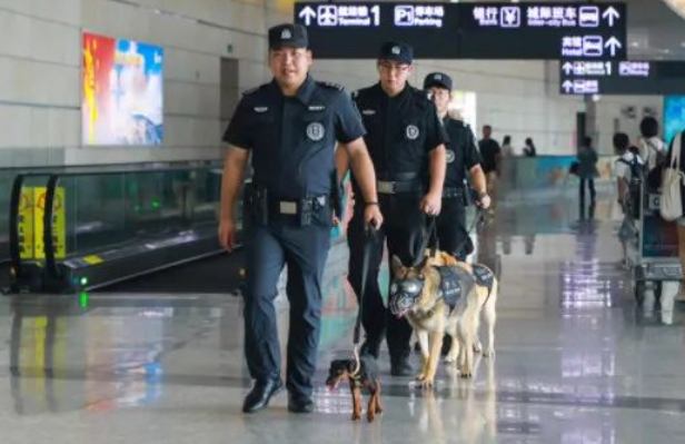 新鲜事：太仓犬小身板却有大能量，南京机场迷你警犬上岗啦