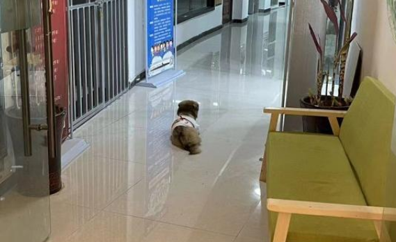 安徽一宠物犬被捕狗队抓走后送往市场宰杀