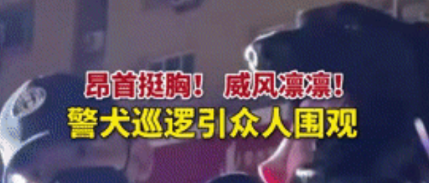表面上威风凛凛，背地里撒娇卖萌？下班后的警犬原来是…