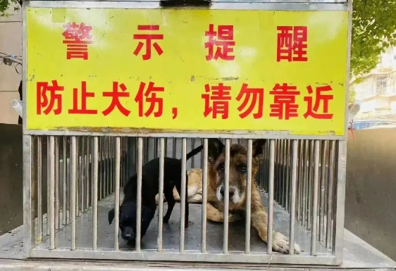 上海特警上门抓瘫痪犬引争议，知情人：狗是警犬主人不牵绳导致