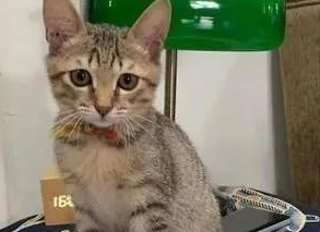 虎斑猫被拍下奇迹崩坏照，网友看了全笑喷！