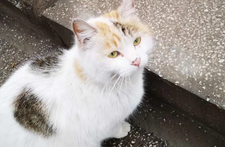 上海文明养宠三年行动启动，发布首辆流浪猫移动绝育手术车