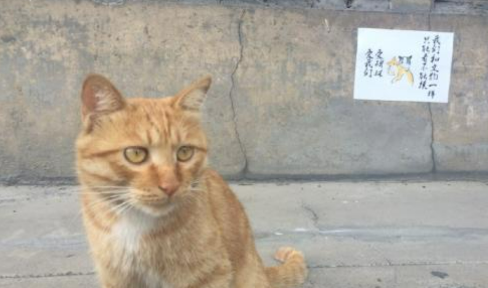 孩子逗猫被抓伤家长投诉，西安碑林博物馆将驱逐所有流浪猫