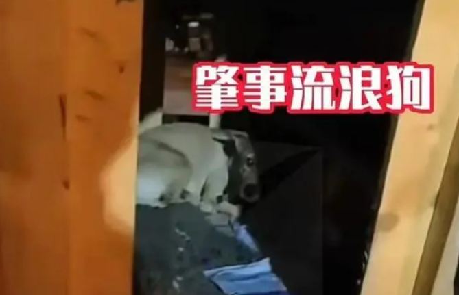 上海一个快递小哥丢失了万元包裹，小偷竟是流浪狗！市民担责？