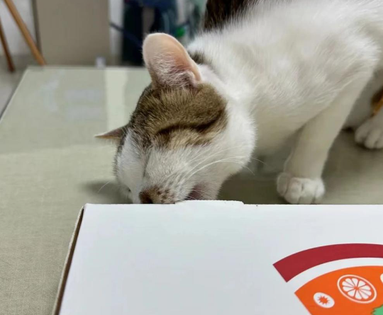 猫咪为了吃到食物到底有多拼？直到...它学会了掩耳盗铃！