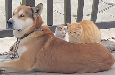 两只猫咪趴在狗狗身上取暖！狗：多了条被子，猫：多了个垫子