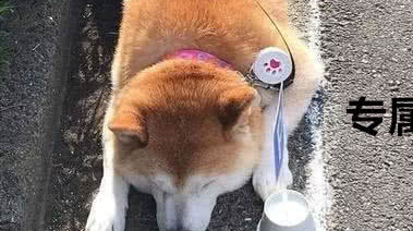 你见过最逗的柴犬是什么样子的，那你来看看这个，比得上二哈了