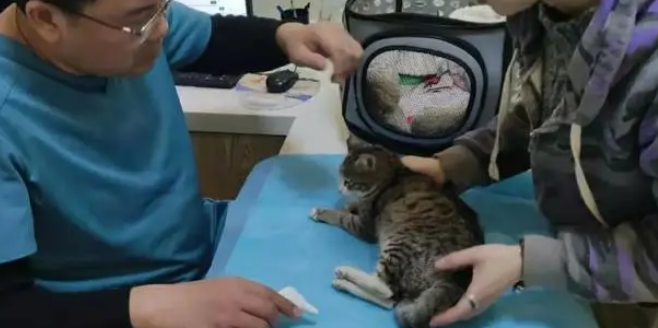 4天7只流浪猫离奇死亡！南宁一小区业主查看视频发现有人…