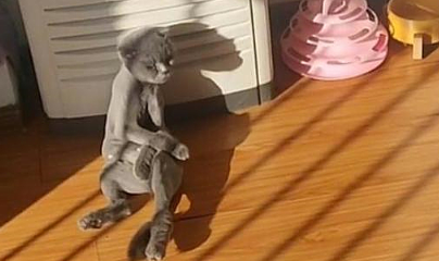 主人给猫咪剃光毛后，隔天去看时有些内疚：咋变忧郁了呢