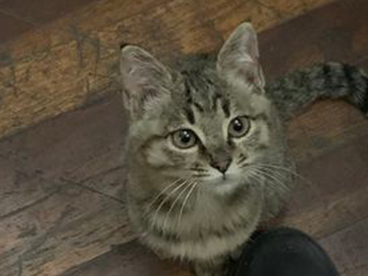 正宗的中华田园猫，野性难驯的狸花猫，比一般宠物猫高冷 