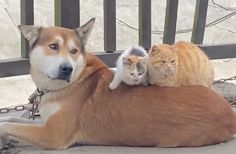两只猫咪趴在狗狗身上取暖！狗：多了条被子，猫：多了个垫子