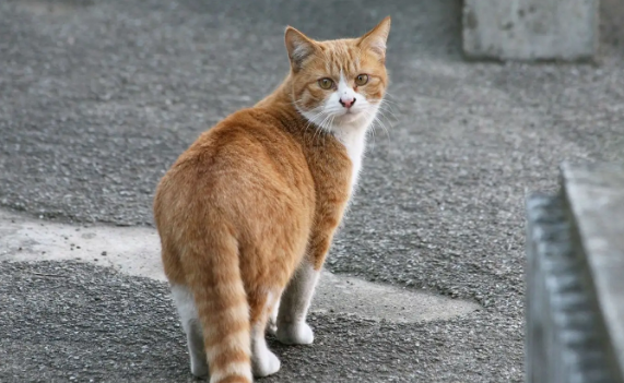 上海电视台关注：“今日闵行”APP推出流浪猫免费绝育手术套餐