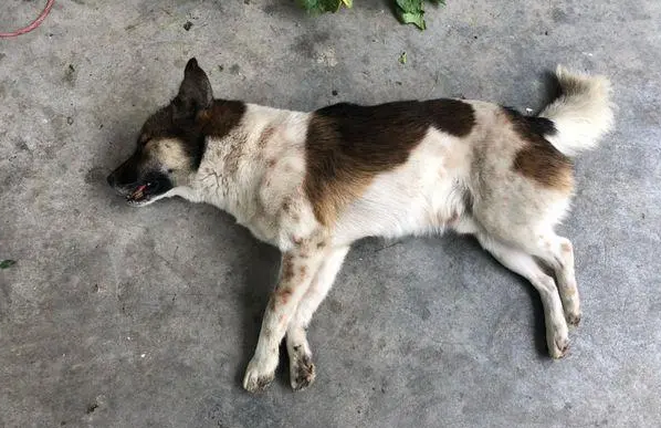 父子俩制作弓弩用毒镖抓狗，一个月毒死上百条狗，月入2万多被抓 