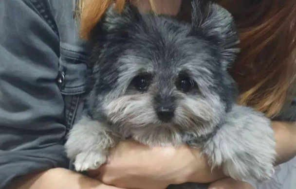 狗狗长得像小熊，名字叫兔子，可它却以为自己是只猫... 