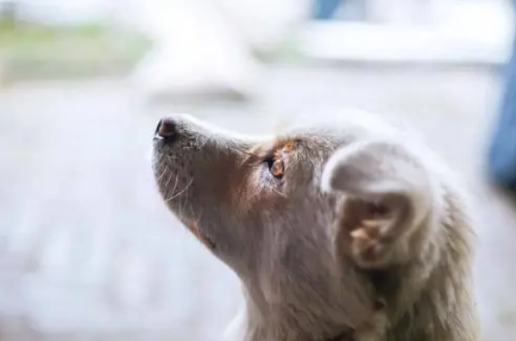 流浪猫狗伤害业主，投喂者要负责吗？上海这家法院收集案例告诉您
